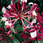 late Dutch honeysuckle