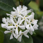star jasmine