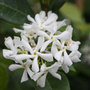 star jasmine