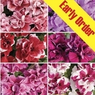 Petunia Bolero Patchwork 50 Plants +20 FREE