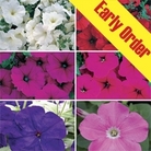 Petunia Passionata Patchwork 50 Plants +20 FREE