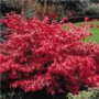 Euonymus alatus ''The Winged Spindle Tree''