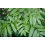 Fraxinus excelsior 'Ash' - Bare Root Hedging