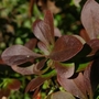 Barberry (Berberis Thunbergii Atropurpurea) Bare Root Hedgin