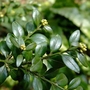 Box (Buxus Sempervirens) Bare Root Hedging