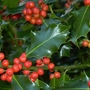 Common Holly (Ilex Aquafolium) Bare Root Hedging