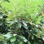 Common Laurel (Prunus Laurocerasus) Bare Root Hedging