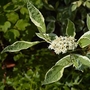 Dogwood Silver (Cornus Alba Elegantissima) Bare Root Hedging
