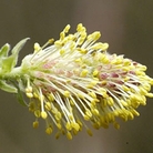 Eared Willow (Salix Aurita) Bare Root Hedging