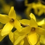 Forsythia Lynwood (Forsythia x Intermedi) Bare Root Hedging