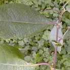 Goat Willow (Salix Capraea) Bare Root Hedging