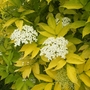 Golden Elder (Sambucus Nigra Aurea) Bare Root Hedging