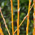 Golden Willow (Salix Vitellina) Bare Root Hedging