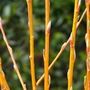 Golden Willow (Salix Vitellina) Bare Root Hedging