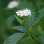 Green Dogwood (Corn. Stolonifera Flav.) Bare Root Hedging