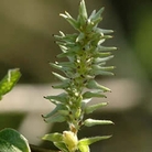 Grey Sallow (Salix Cinerea) Bare Root Hedging