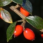 Himalayan Cotoneaster (Cotoneaster Simonsii) B. Root Hedging