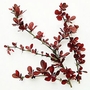 Japanese Barberry (Berberis Thunbergii) Bare Root Hedging