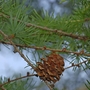 Japanese Larch (Larix Kaempferi) Bare Root Hedging