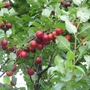Myrobalan (Prunus Cerasifera) Bare Root Hedging