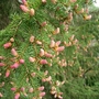 Norway Spruce (Picea Abies) Bare Root Hedging