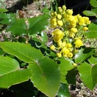 Oregon Grape (Mahonia Aquifolium) Bare Root Hedging