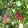 Pear (Pyrus Communis) Bare Root Hedging