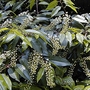 Portugal Laurel (Prunus Lusitanica) Bare Root Hedging