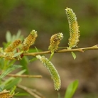 Purple Osier (Salix Purpurea) Bare Root Hedging