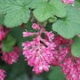 Redflowering Currant (Ribes King Edward) Bare Root Hedging