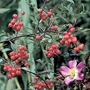 Rose (Rosa Glauca/Rubrifolia) Bare Root Hedging
