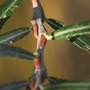 Rosemary Willow (Salix Elaeagnos) Bare Root Hedging