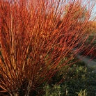 Scarlett Willow (Salix Chermesina) Bare Root Hedging