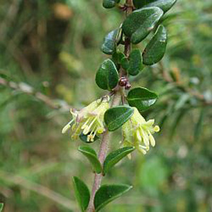 Shrub Honeysuckle (Lonicera Nitida) Bare Root Hedging