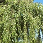 Silver Birch (Betula Pendula) Bare Root Hedging