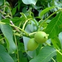 Walnut (Juglans Regia) Bare Root Hedging