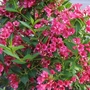 Weigela (Weigela Bristol Ruby) Bare Root Hedging