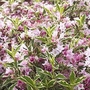 Weigela (Weigela Flori Variegata) Bare Root Hedging
