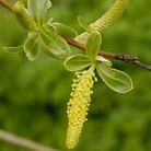 White Willow (Salix Alba) Bare Root Hedging