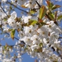 Wild Cherry (Prunus Avium) Bare Root Hedging