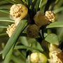 Yew (Taxus Baccata) Bare Root Hedging