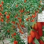 Goji Berry 1 plant