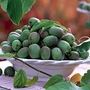 Kiwi : Hardy Kiwi (Actinida arguta) 1 plant