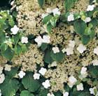 climbing hydrangea
