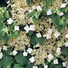 climbing hydrangea