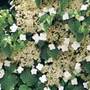 climbing hydrangea
