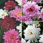 Cosmos bipinnatus Double Click Trio 3 packets - 1 of each