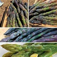 Asparagus : Autumn Planting Collection 40 crowns - 10 of each