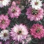 Nigella Damascena Mulberry Rose 1 packet (600 seeds)