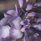 Japanese wisteria